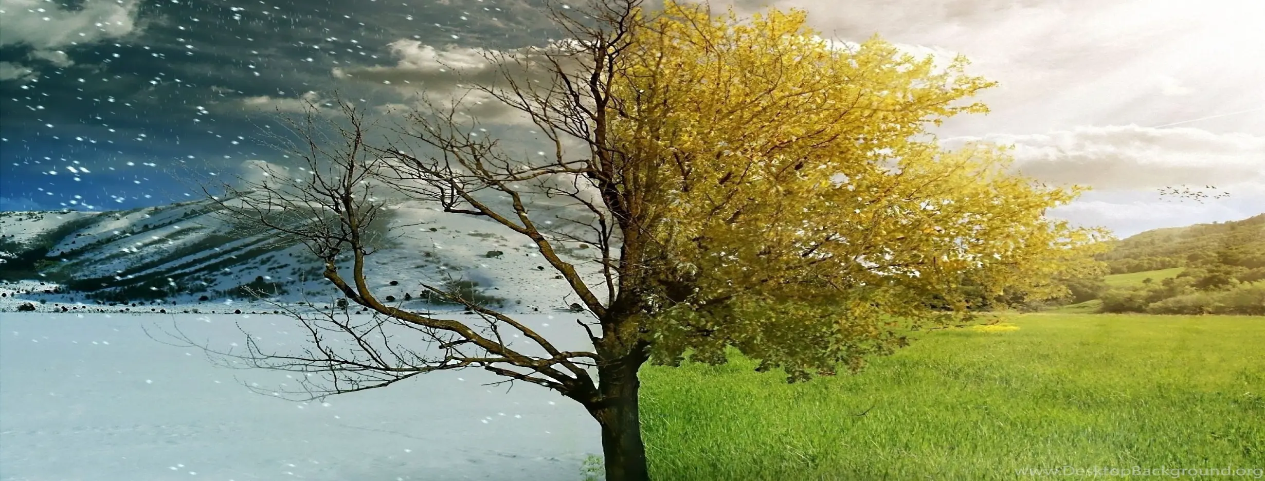 Image for Mediterranean Climate